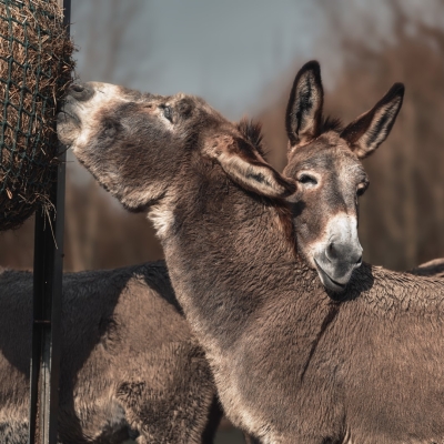 Amiatina ezel - De Zonnegloed - Dierenpark - Dieren opvangcentrum - Sanctuary